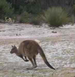 kangaroo