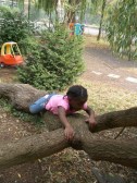 girl climbing Girl climbing a tree