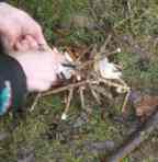 Wyre forest school fire steel