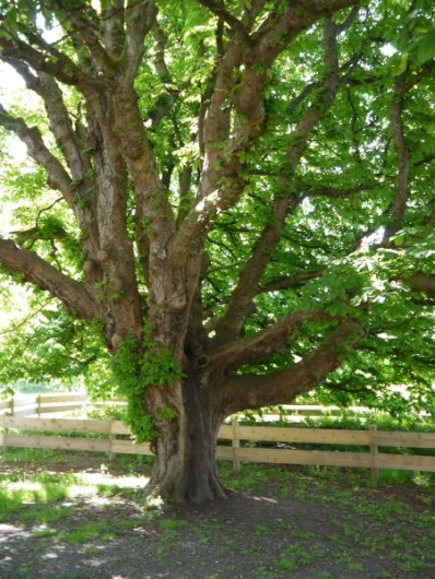 Climbing tree, Terra Nova Adventure Play Environment